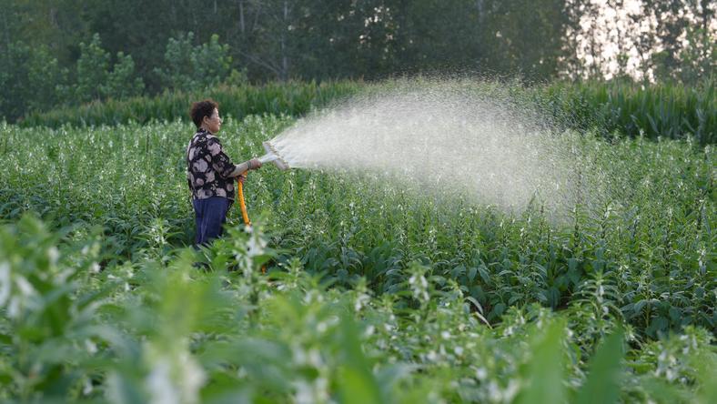 从陕西到河南,农民忙着抗旱